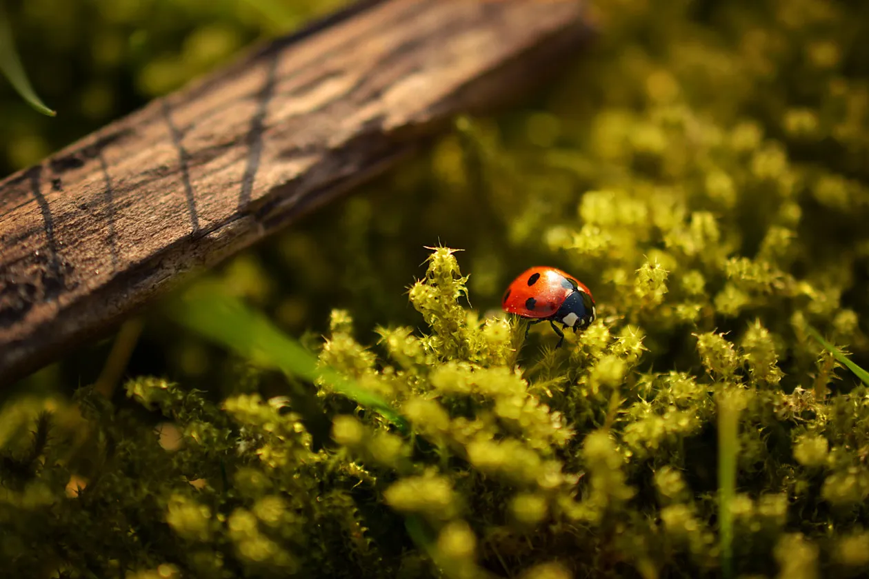 CO2 and biolife protection
